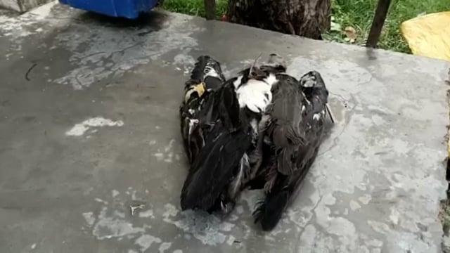 नेपाल से आए गिद्ध की इटवा के पकरैला के सीवान में हुई मौत पंख में मिला यूके की संस्था का टैग ।