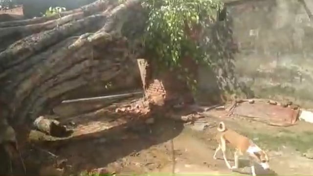 वजीरगंज:नगवा में अचानक पीपल का पेड़ गिरने से दो घर छतिग्रस्त