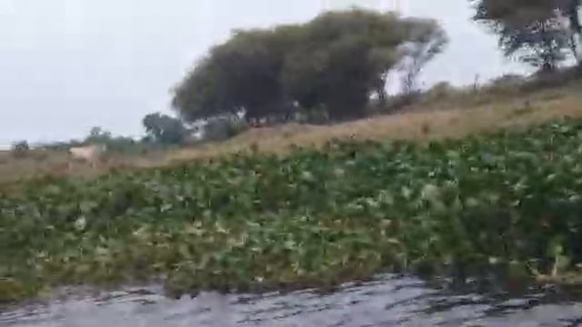 नवाबगंज क्षेत्र अंतर्गत वह रही कुटिला सरयू नदी का बढ़ना शुरू हुआ जलस्तर