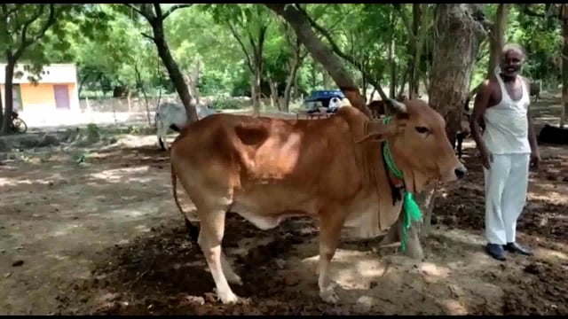 गोरखापुर गौशाला मे सुखद जीवन जी रहे है मवेशी