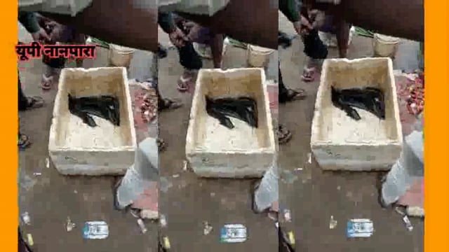 बहराइच यूपी तहसील नानपारा क्षेत्र अंतर्गत नगर में खुलेआम बिक रहे काले मांगुर बड़ी बीमारियों को दावत अधिकारी बने अनजान 