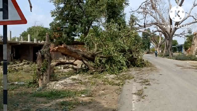 तिल्हापुर मोड़ में अचानक पेड़ गिरने से बाल-बाल बचे लोग