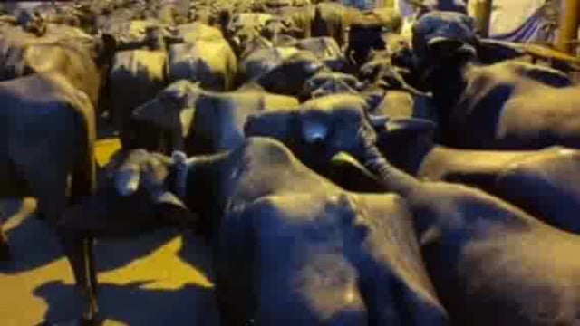 अवैध रूप से जिले से नेपाल भेजे जा रहे मवेशी बरामद नेपाल पुलिस ने जिले से सटे सीमा कृष्णानगर से मवेशियों को पकड़ा।