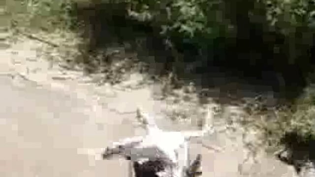 बड़खड़िया मे शौंच के लिए गई किशोरी पर जंगली जानवर द्वारा हमला मामले मे 20 घण्टे बाद भी नही लगा सुराग की जा रही है काम्बिंग