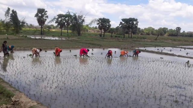  डोभी में धान की रोपनी हुई शुरू, डीजल से किसान कर रहे है खेत तैयार
