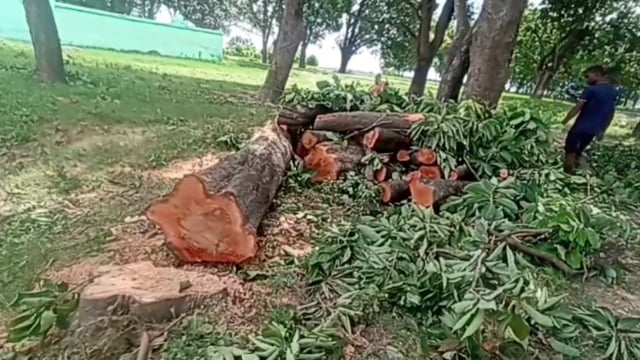 धडल्ले से काटे जा रहे है हरे महुआ के पेड विभाग बना मूक दर्शक।