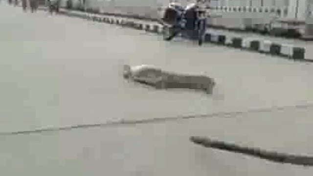 चौधरी चरण सिंह गिरिजा बैराज के पुलपर पहुंच घड़ियाल मचा हड़कम्प सरपट डैम पर दौड़ने का वीडियो हुआ वायरल