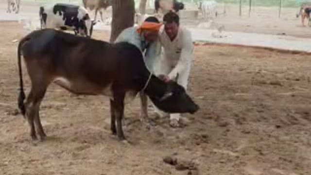 वजीरगंज के अंतर्गत गौशाला मझारा का पशु चिकित्सा अधिकारी डॉ पूजा आर्य ने किया निरीक्षण देखीं व्यवस्था 