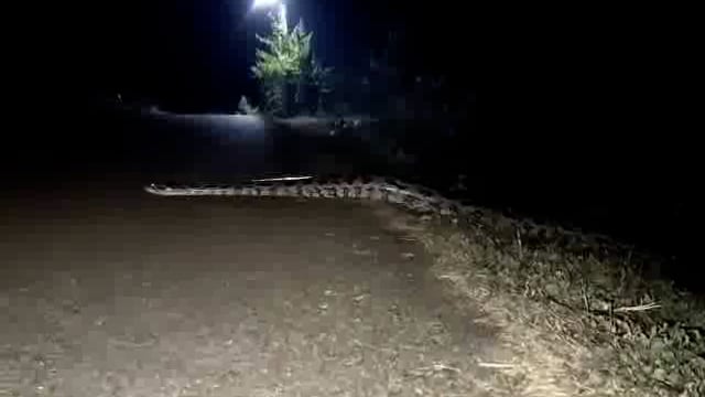ललितपुर जनपद के तालबेट क्षेत्र के एक गांव में लगभग 30 से 40 फुट का लंबा अजगर देखने को मिला ग्रामीणों में दहशत 