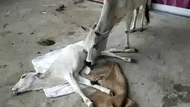 सड़क हादसे में बछड़ा हुआ घायल बछड़े के पास तीन दिन से है पड़ी माँ नहीं दे रहा है कोई अधिकारी ध्यान