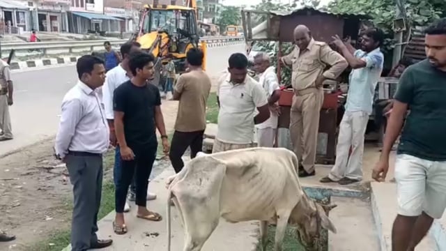 उप जिलाधिकारी कैसरगंज ने नाले में फंसे गोवंश को जेसीबी की मदद से निकलवाया बाहर