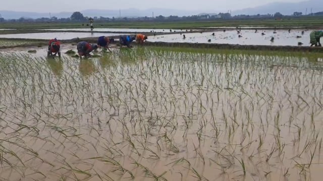 चानन  :  चानन में इन्द्रदेव कि कृपा एलं पंपिग सेट के सहारे खेतों में शुरु हुई धान कि रोपनी, नहर में नही है पानी।