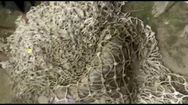 वन विभाग टीम ने ग्रामीणों के सहयोग से जंगली लकड़बग्घा पकड़ा, 
ग्रामीणों में था दहसत का माहौल
