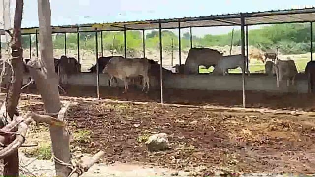 गौशालाएं गौवंश के लिए बनी जेल, लटक रहा ताला,भूखे प्यासे गौवंश, BDO ने नही उठाया फोन,CDO ने दिखलवाने कि कही बात

