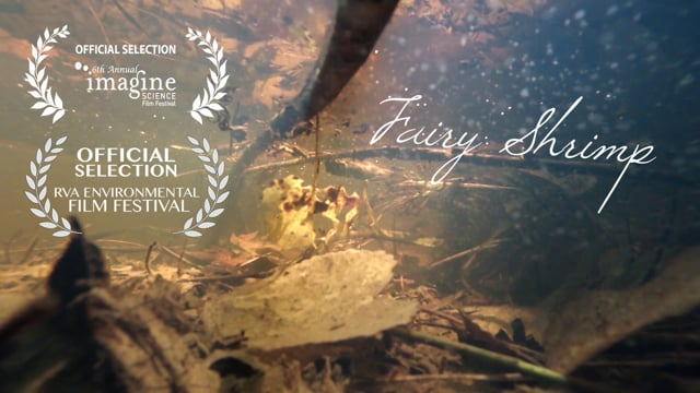 Fairy Shrimp
