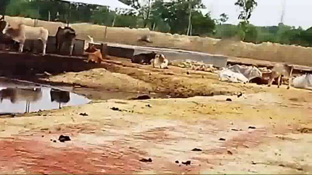 गौशाला बना गौवंश के लिए मौत का शाला, गौवंश को कुत्तों व कौआ ने नोचा बाकी सड़ रहा विगत दिनों से



