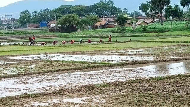 वर्षा से किसानों को मिली राहत कई जगहों पर होने लगी रोपनी  
अब किसानों को मूसलाधार वर्षा की उम्मीद#@
