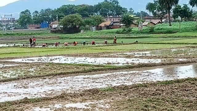 वर्षा से किसानों को मिली राहत कई जगहों पर होने लगी रोपनी  
अब किसानों को मूसलाधार वर्षा की उम्मीद#@