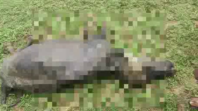 चुनार मिर्ज़ापुर: पशुओं के मौत से ग्रामीणों में आक्रोश