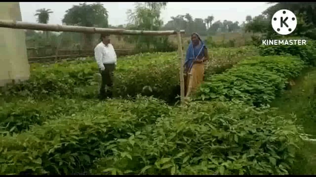 शिवगुरु जिवीका समुह द्वारा तैयार किए गए पौधशाला को देखने पहुंचे मनरेगा कार्यक्रम पदा० राजीव कुमार