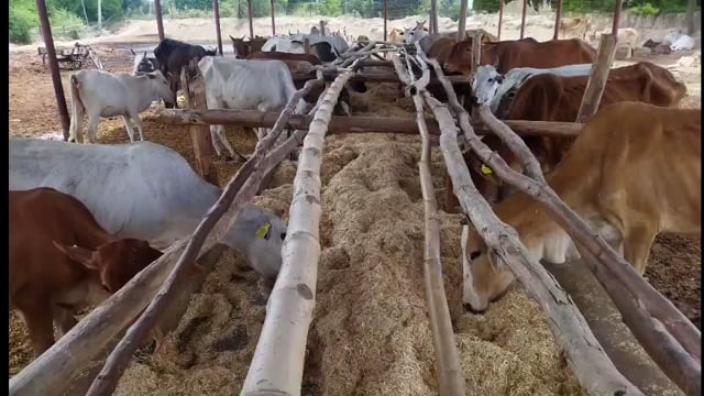 सूखा भूसा खा रहे गौवंश, हरा चारा चूनी चोकर का आदेश, 
१२७ गौवंश के बीच में दो बोरी चोकर, वह भी नुमाइस के लिए