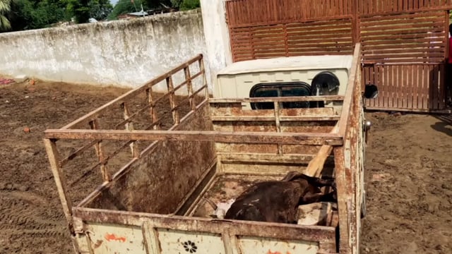 मृत मवेशी दफनाने जा रहे वाहन को रोका
डलमऊ रायबरेली। कस्बे में स्थित कान्हा गौशाला में बीमारियों से ग्रसित तीन मवेशियों 