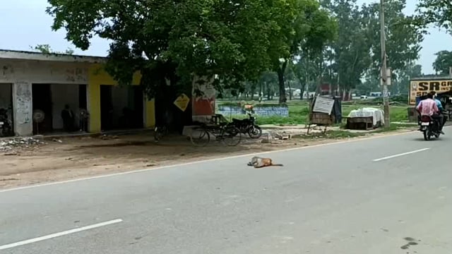 महमूदाबाद: सिरौली चौराहे पर एक अज्ञात वाहन की टक्कर से एक बंदर की हुई मौत , स्थानीय लोगों के द्वारा हुआ अंतिम संस्कार।