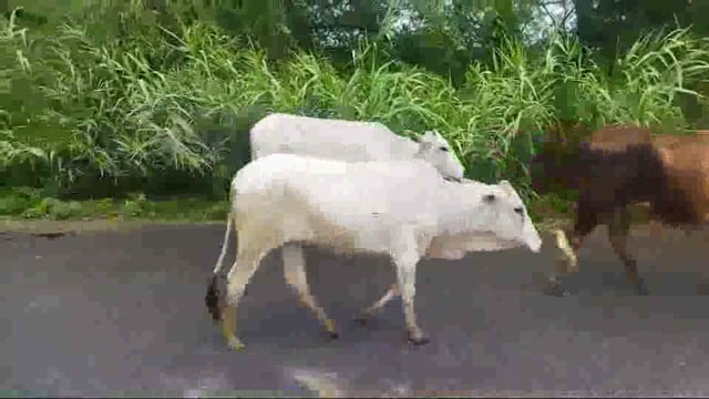 निराश्रित गौवंश खा रहे दर दर की ठोकर, सड़को पर घूमने को मजबूर 




विकास खण्ड रामपुर संग्रामगढ़ क्षेत्र