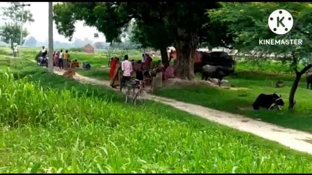 चायल धमसेड़ा में सर्पदंश से युवक की हुई मौत