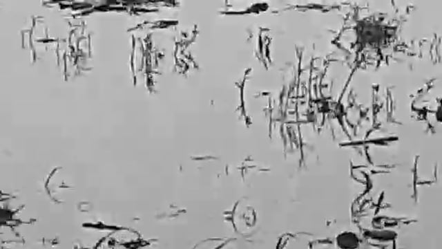 नवाबगंज लगातार बैराज से पानी छोड़े जाने के कारण कोटिला सरजू नदी का बड़ा तेजी से जलस्तर