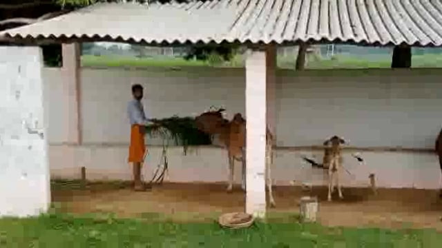 *सतांव*जिला प्रशासन रायबरेली आपका ध्यान किधर है उत्तर प्रदेश के मुख्यमंत्री का ड्रीम प्रोजेक्ट इधर है