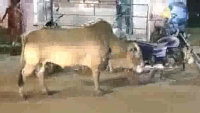 रायबरेली शहर में एक गाय के मुंह में फंसा केन का डिब्बा ग्रामीणों ने गाय की बचाई जान।