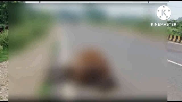 चायल:मंझनपुर के कादीपुर हाईवे पर मिला दो मवेशियों का शव वीडियो सोशल मीडिया पर वायरल