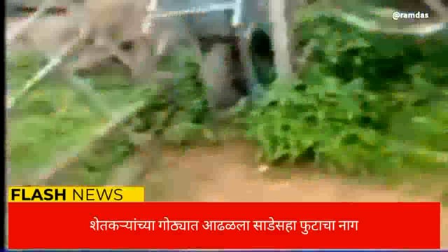 शेतकऱ्यांच्या गोठ्यात आढळला भल्ला मोठा साप