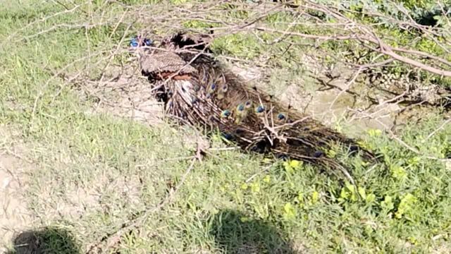 राष्ट्रीय पक्षी की संदिग्ध परिस्थितियों में मौत मचा हड़कंप  डलमऊ कोतवाली क्षेत्र के रसूलपुर गहरवारी