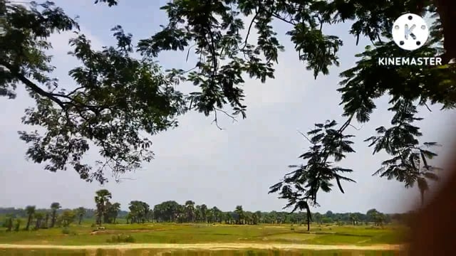 मौसम विभाग ने निर्दोष जारी कर किसानों को कव आंफदिवाली फसल लगाने की अपील की
