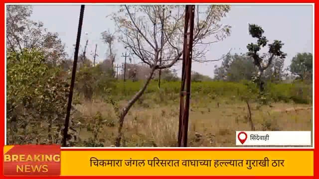 वाघाच्या हल्ल्यात गुराखी ठार. 