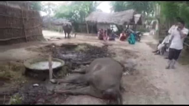 नवाबगंज: करंट की चपेट में हुई भैंस की मौत तेज हवाओं के चलते विद्युत पोल में उतरा था करंट
