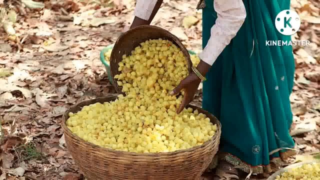 फुल्लीडुमर थाने की पुलिस छापेमारी कर 6 लीटर महुआ किया जप्त, मौके से शराब कारोबारी फरार