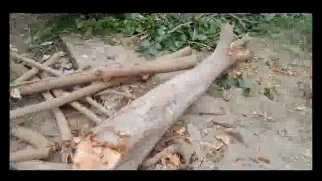 बहराइच यूपी नानपारा तहसील क्षेत्र ग्राम पंचायत बावड़ी आरोप आस्था के साथ हो रहा है खिलवाड़ हरे पीपल के पेड़ पर चलाए जा रह