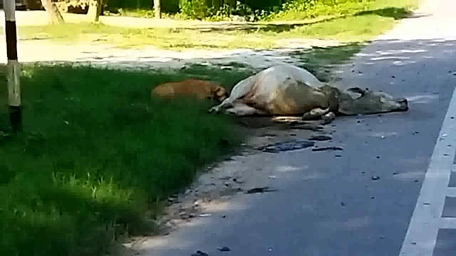 सलोन/रायबरेली- गाय के मृत शरीर को कुत्ते के द्वारा नोच नोच कर खाने का वीडियो वायरल। 