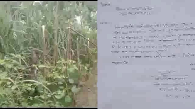 बहराइच यूपी  तहसील नानपारा  ग्रामसभा धनवा राजापुर दबंग व्यक्ति की दबंगई आई सामने 80हरेपेड़ काट डाले व्यक्ति न्यायकी मांग