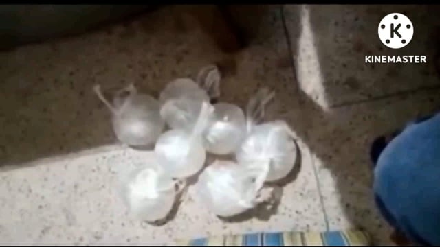 ताराटांड़ रामनगर गांव के एक गुमटी से 8 लीटर अवैध महुआ शराब बरामद, विक्रेता फरार