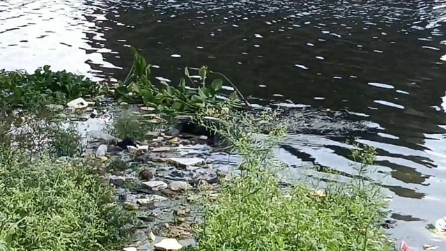 लखीसराय क्यूल रेलवे पुल के नीचे नदी में पाया गया एक अज्ञात युवक का शव क्षेत्र में फैली सनसनी