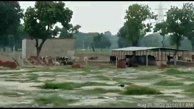 गौशाला बनी गौवंश के लिए मौत शाला, भूख प्यास से जर्जर होकर तोड़ रहे दम, 


ब्लाक मांधांता ग्राम सराय भीमसेन