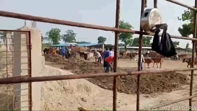 गौशाला में आधा दर्जन मृत गौवंश की खबर चलने पर जागे नोडल अधिकारी, 
साक्ष्य मिटाने को गरज रही JCB
मांधाता सराय भीमसेन