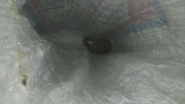 वजीरगंज के बाल्हाराई मे गोली पांडेय के घर अजगर निलकने से मचा हड़कम्प, वन विभाग को दी गई सूचना