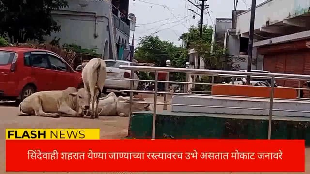 मोकाट जनावरांचा बंदोबस्त करा. 