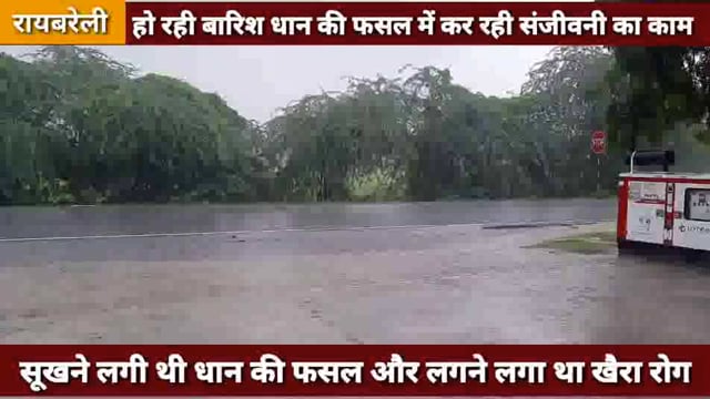 3 दिनों से हो रही बारिश धान की फसल में कर रही संजीवनी का काम