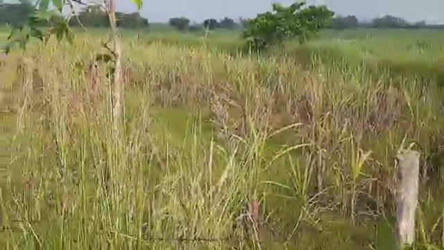 नवाबगंज क्षेत्र अंतर्गत बारिश ना होने से सूख रही गन्ने में धान की फसल किसान परेशान
